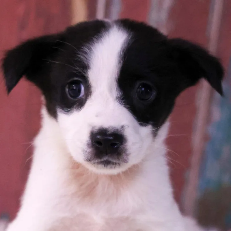 A baby small-sized female White / Cream Mixed Breed dog named Peaches for adoption in Casa Grande, AZ