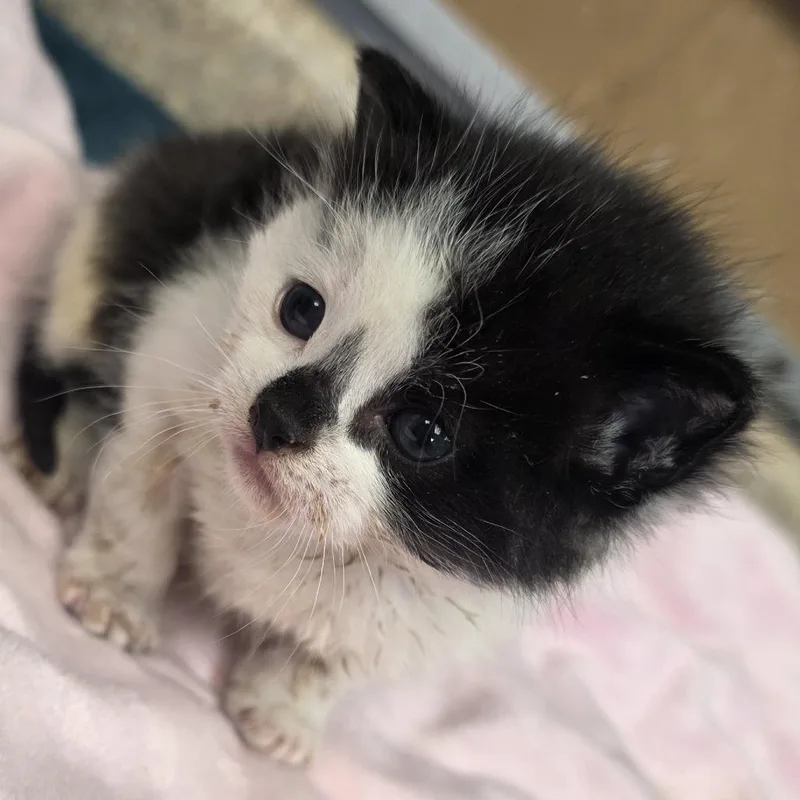 Oreo thumbnail 2