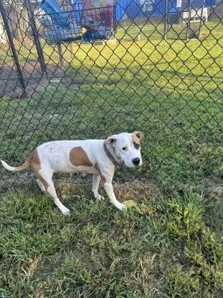 An adult large-sized female Pit Bull Terrier dog named Little Girl for adoption in Conway, SC