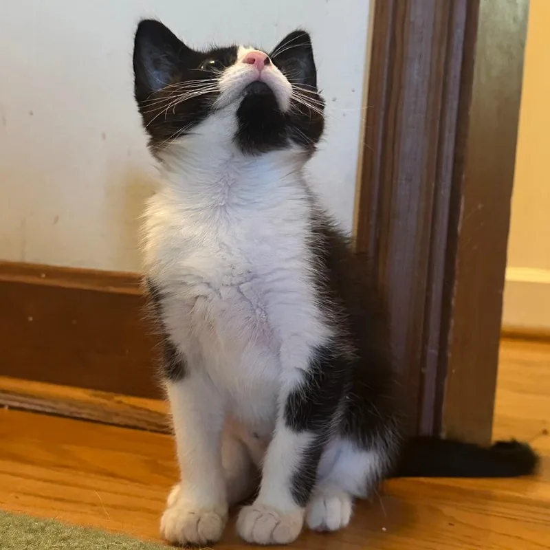 A baby small-sized female Black Domestic Short Hair cat named Joyful for adoption in Durham, NC
