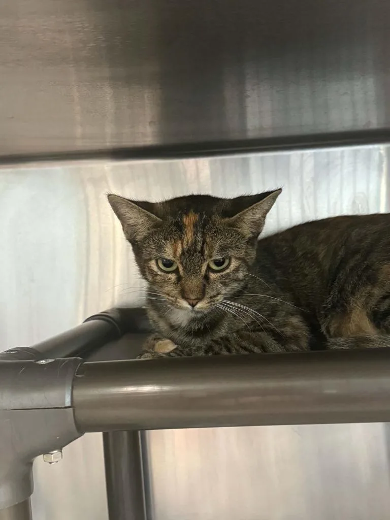 A young medium-sized female Domestic Short Hair cat named Glimmer for adoption in Boone, IA