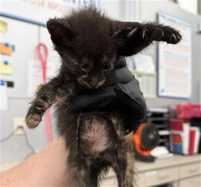 A baby medium-sized female Domestic Short Hair cat named Leelah for adoption in Dallas, TX