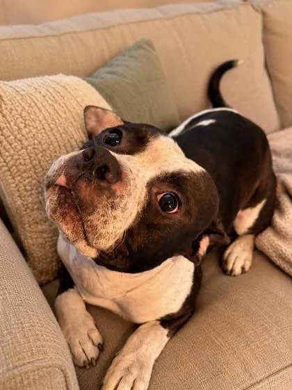 An adult medium-sized male Pit Bull Terrier dog named Mike for adoption in New Orleans, LA