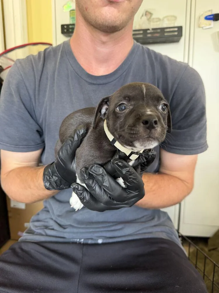 A baby small-sized female Tricolor (Brown, Black, & White) American Bulldog dog named Swiss Mozzarella for adoption in Lakeland, FL