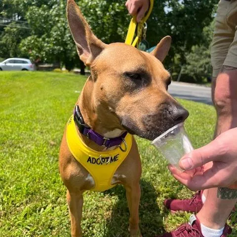 An adult medium-sized female Yellow / Tan / Blond / Fawn Mixed Breed dog named Fergie for adoption in Philadelphia, PA