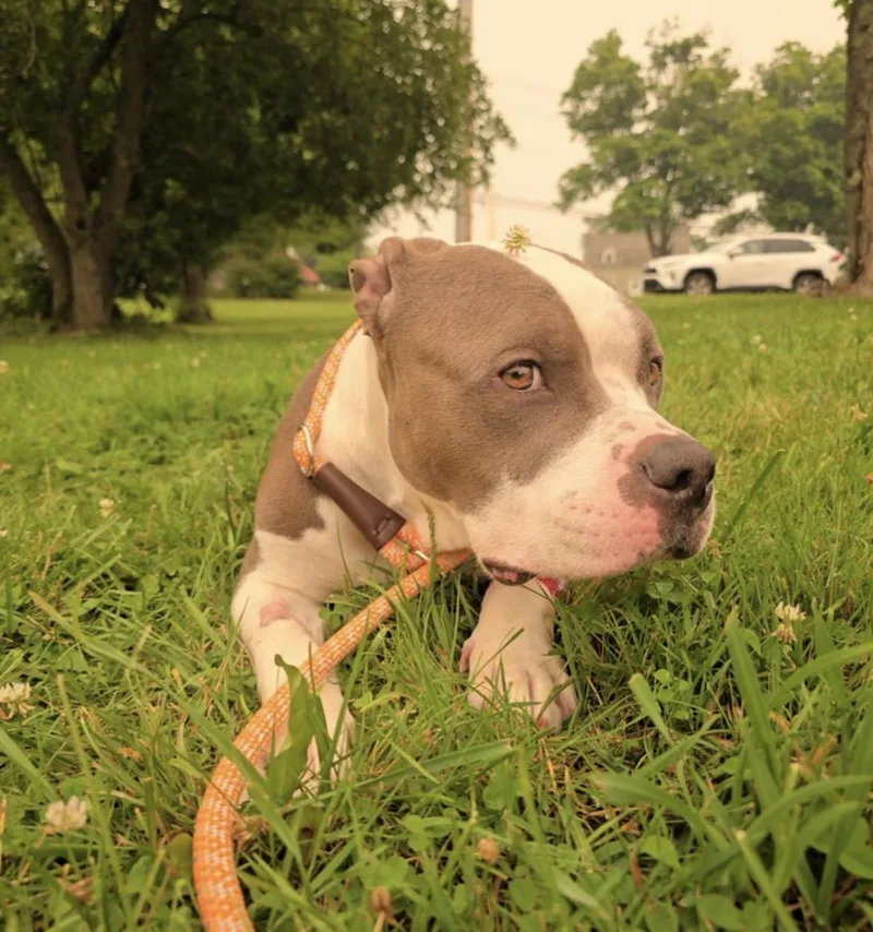 An adult medium-sized female Gray / Blue / Silver American Bulldog dog named Prada for adoption in Mendham, NJ