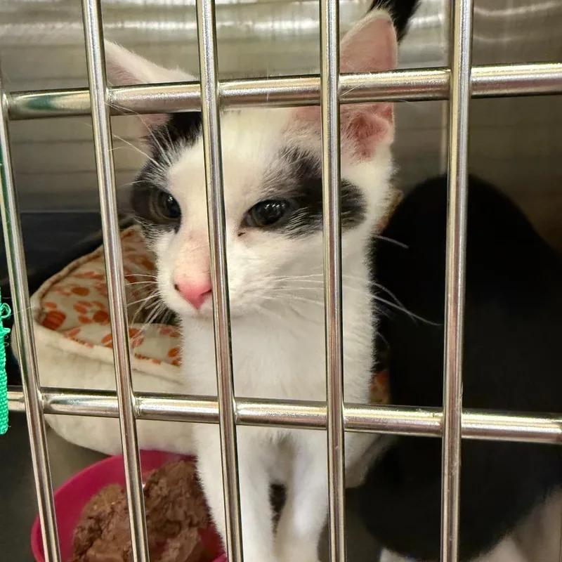 A baby small-sized male White Domestic Short Hair cat named Miso for adoption in Hagerstown, MD