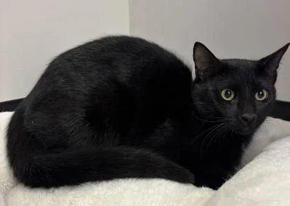 A young small-sized male Domestic Short Hair cat named Vex for adoption in Savannah, GA