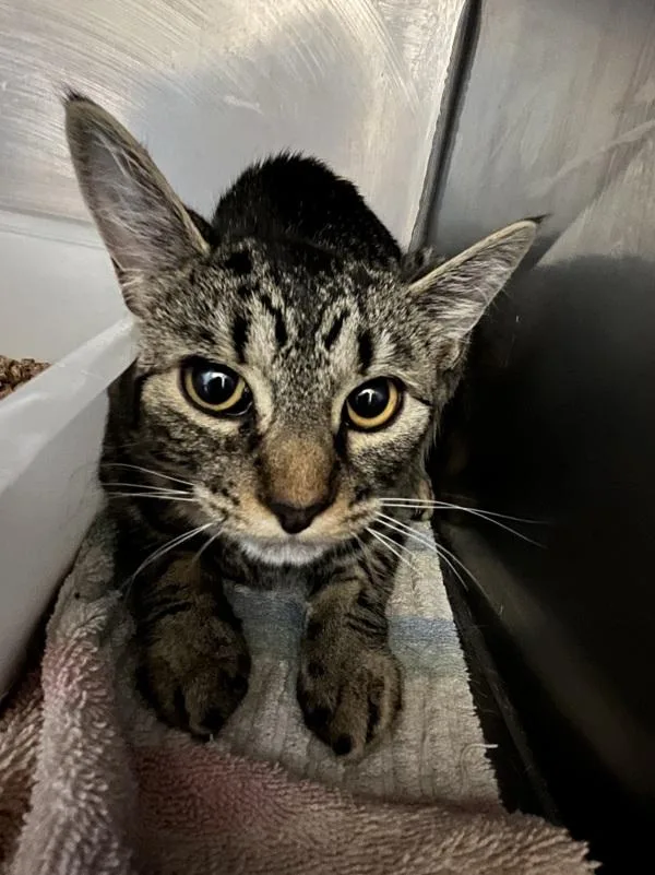A young medium-sized female Domestic Short Hair cat named Lindy Hop for adoption in Stratham, NH