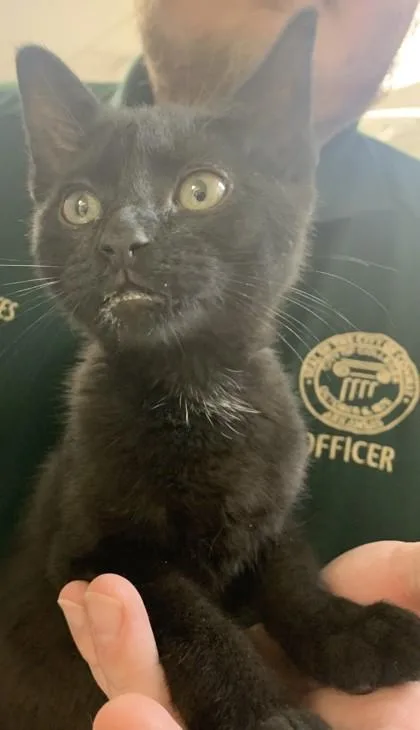A baby small-sized female Domestic Short Hair cat named Winnie for adoption in Conway, AR