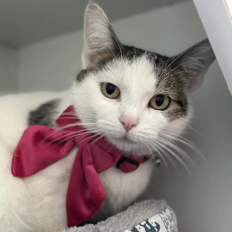 An adult medium-sized female Brown / Chocolate Domestic Short Hair cat named Avery for adoption in Matteson, IL
