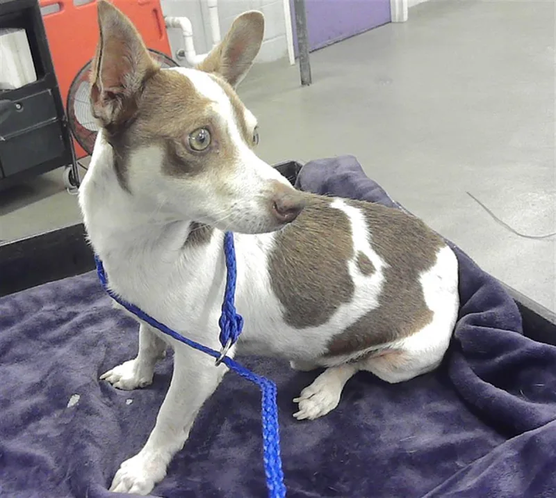 An adult small-sized male Chihuahua dog named Vaquita for adoption in Houston, TX