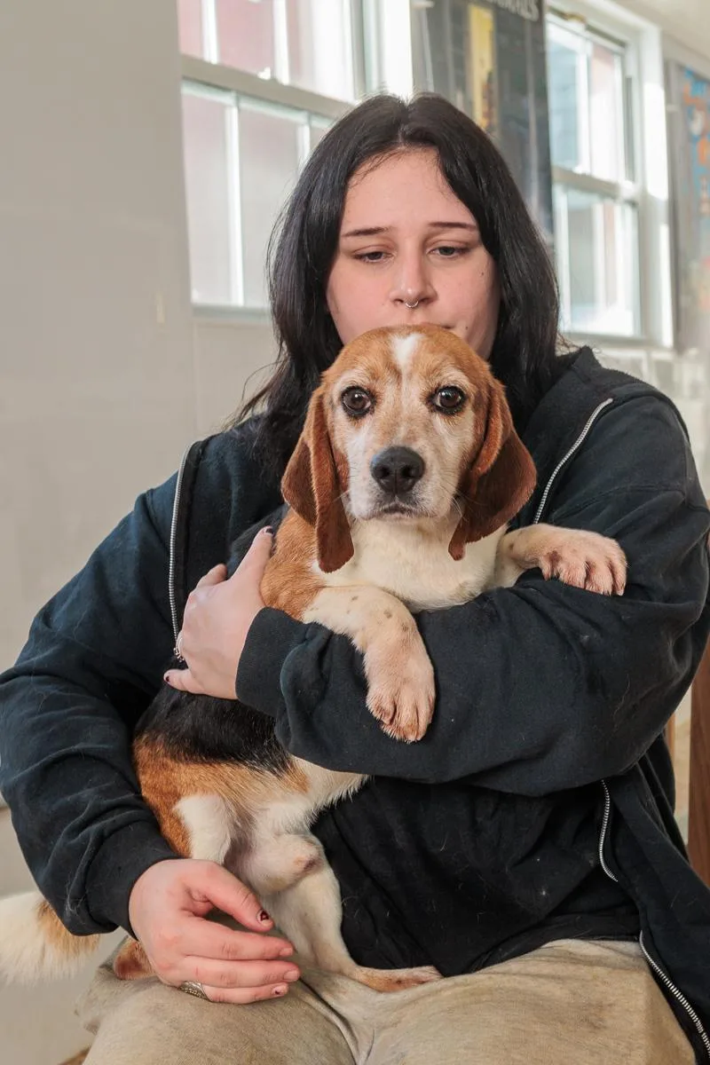 A young small-sized male Beagle dog named Shiloh for adoption in Chester Springs, PA