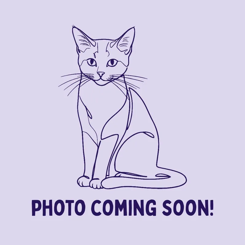 A young medium-sized male Domestic Short Hair cat named Min Pin for adoption in Bellingham, WA