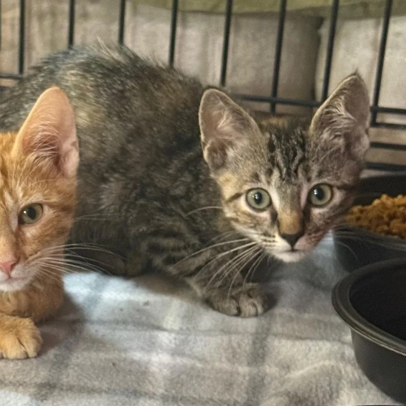 A baby small-sized female Torbie Domestic Short Hair cat named Tofu for adoption in Garfield, AR