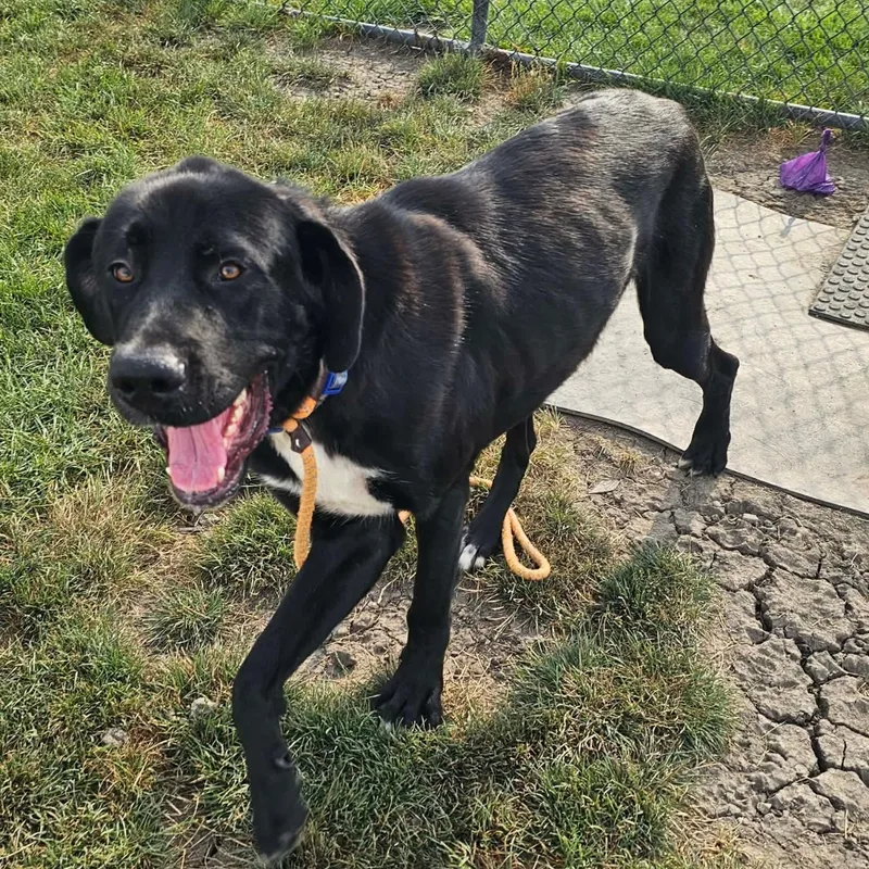 A young large-sized male Great Dane dog named Hugo for adoption in Minooka, IL