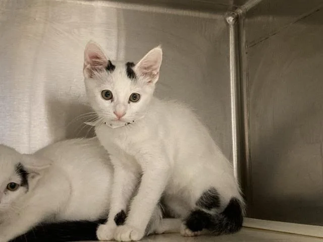 A baby small-sized female Domestic Short Hair cat named Lucy for adoption in Tustin, CA
