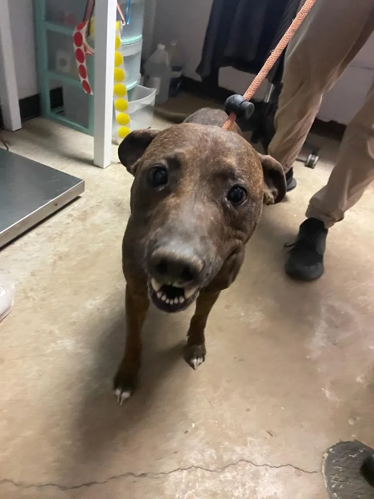 An adult medium-sized female Pit Bull Terrier dog named Lola for adoption in New Braunfels, TX