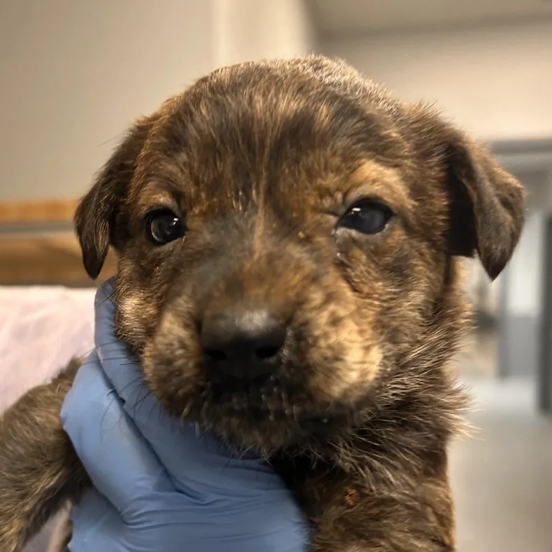A baby small-sized female Mixed Breed dog named Fanta for adoption in Greenville, SC
