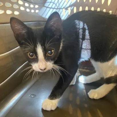 A baby small-sized female Black Domestic Short Hair cat named Kidada for adoption in West Palm Beach, FL