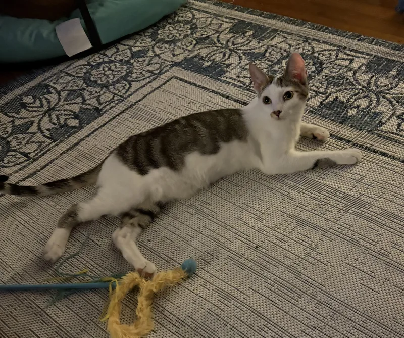 Gilligan =^.^= thumbnail 2