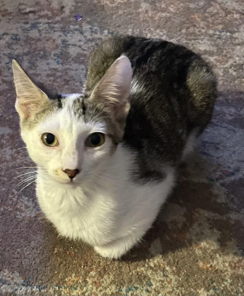 Gilligan =^.^= thumbnail 3