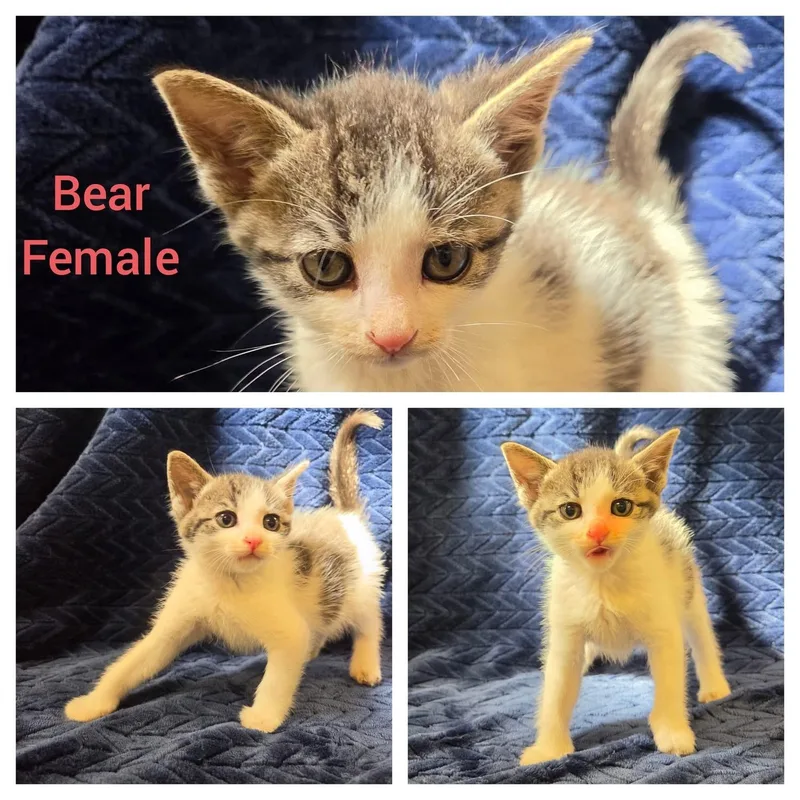 A baby medium-sized female White Domestic Short Hair cat named Bear for adoption in Ontario, NY