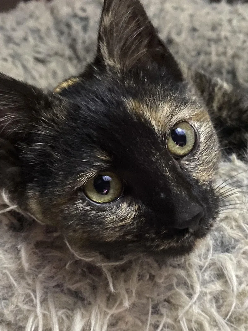 Starling thumbnail 2