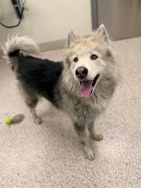Shaggydog
