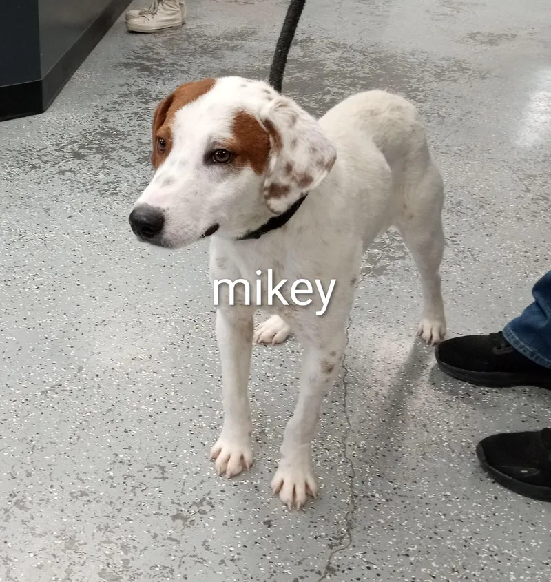 A baby medium-sized male White / Cream Beagle dog named Mikey for adoption in Maynardville, TN