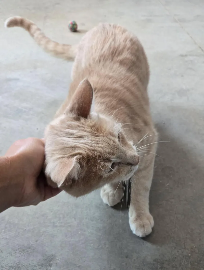 An adult medium-sized male Domestic Short Hair cat named Gizmo for adoption in Sierra Vista, AZ