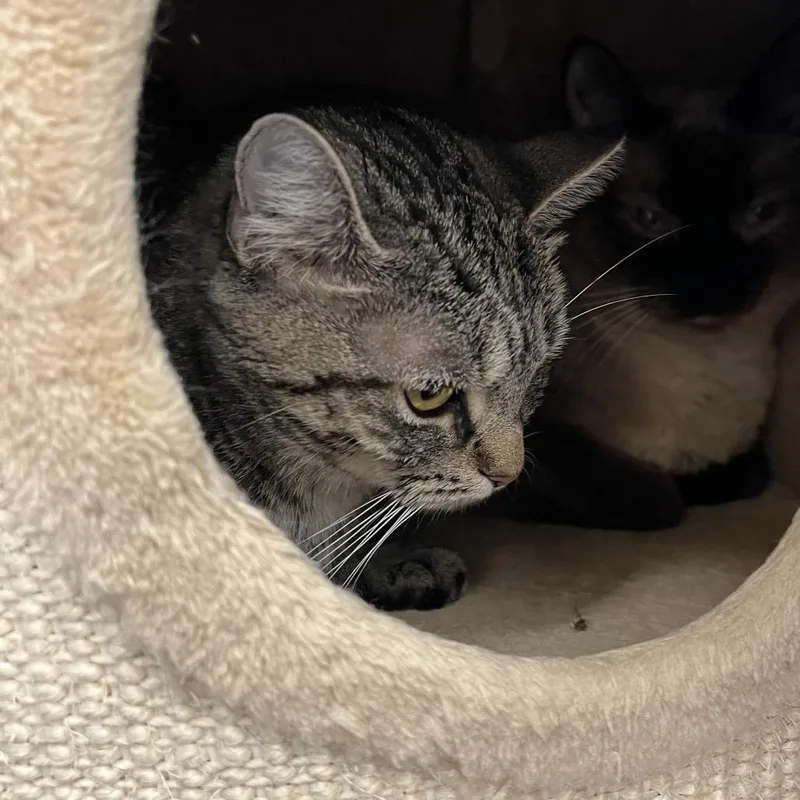 A young medium-sized female Gray / Blue / Silver Domestic Short Hair cat named Westin for adoption in Bedford, NH