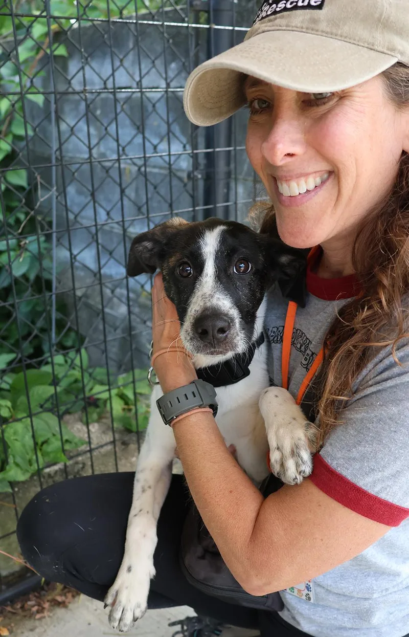 A baby medium-sized female Labrador Retriever dog named Hazel for adoption in Harrison, NY