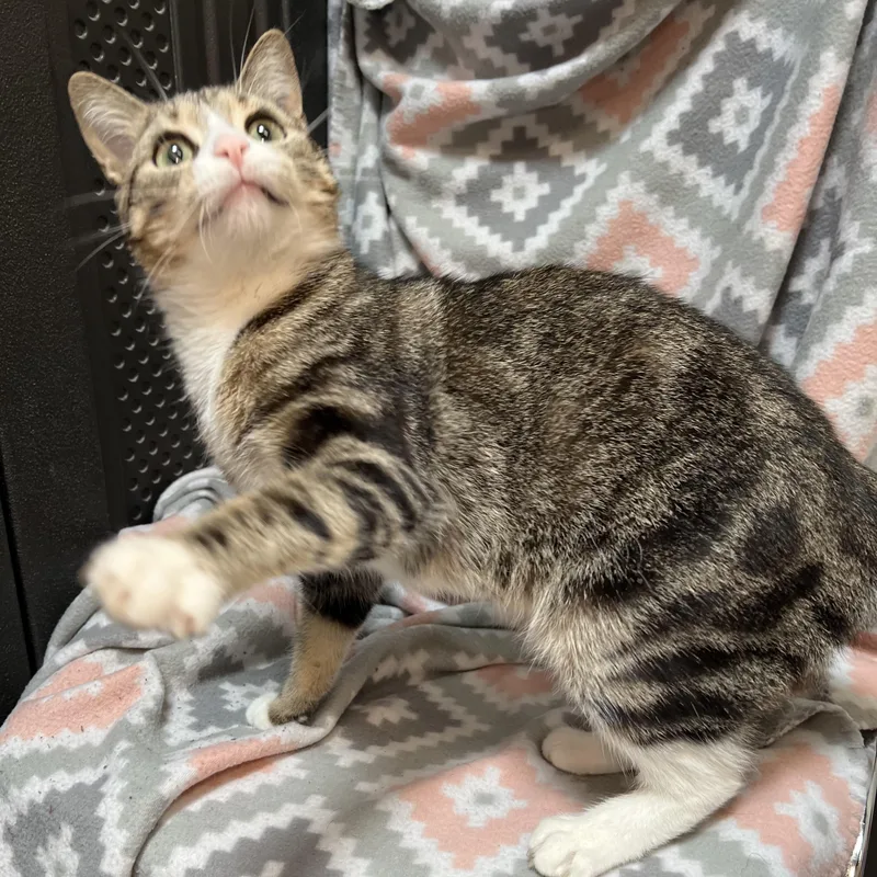A young medium-sized female Tabby (Brown / Chocolate) Domestic Short Hair cat named Lil Bit for adoption in Fairmont, MN