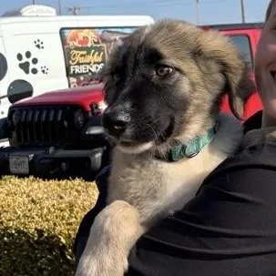 A baby large-sized male Anatolian Shepherd dog named Aspen for adoption in Neosho, MO