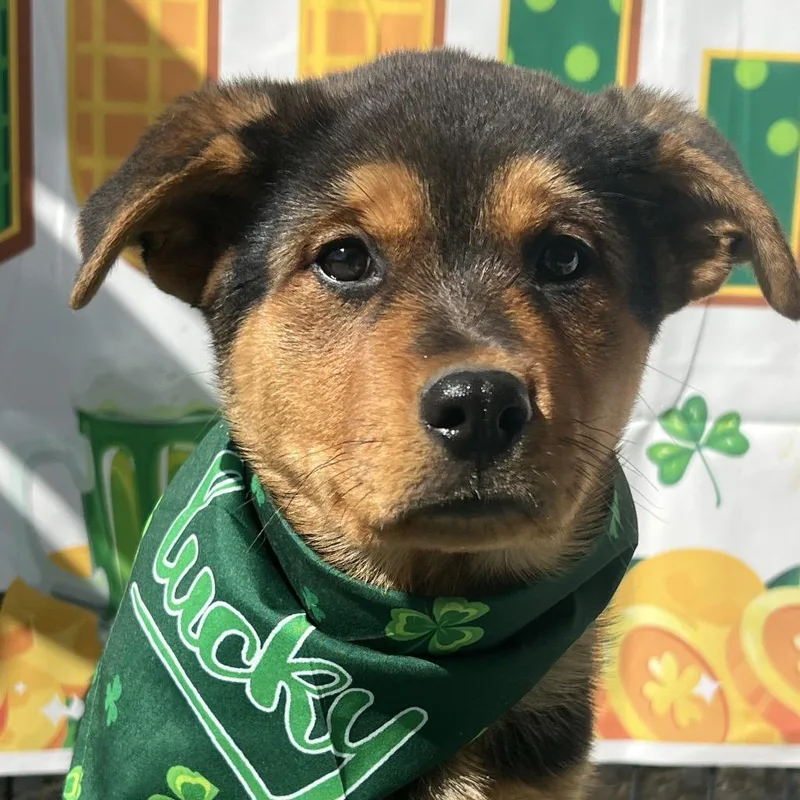 Butterscotch thumbnail 2