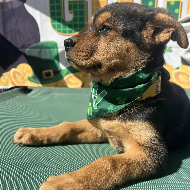 Butterscotch thumbnail 3