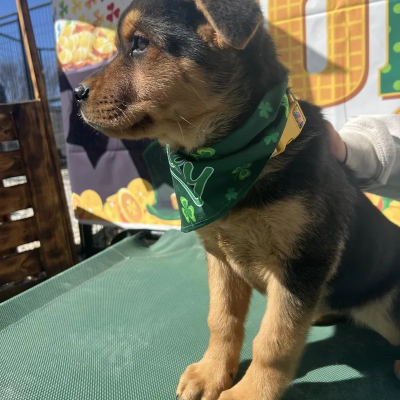 Butterscotch thumbnail 4