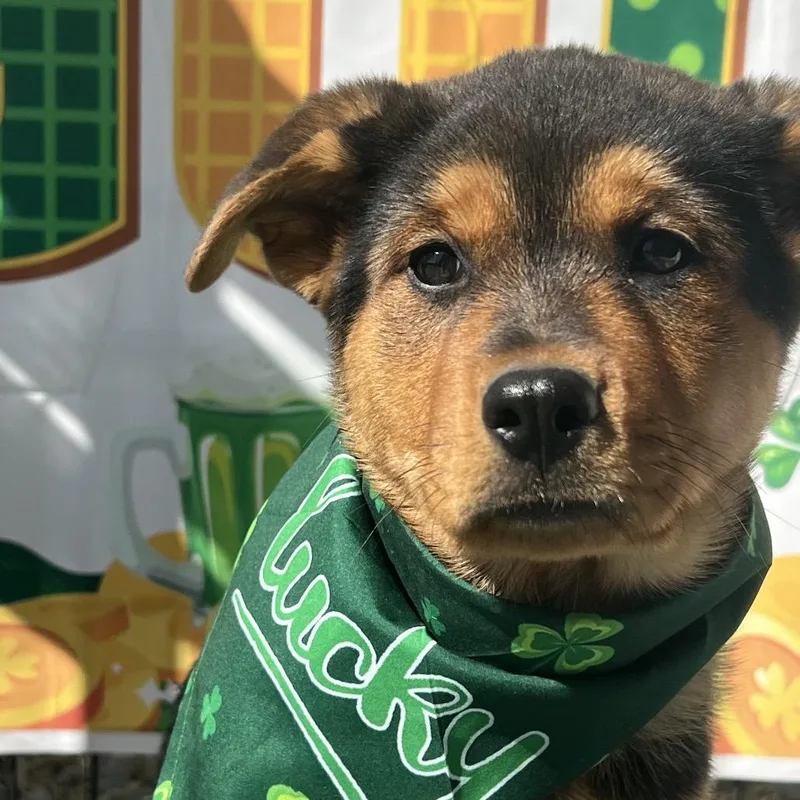 Butterscotch thumbnail 5