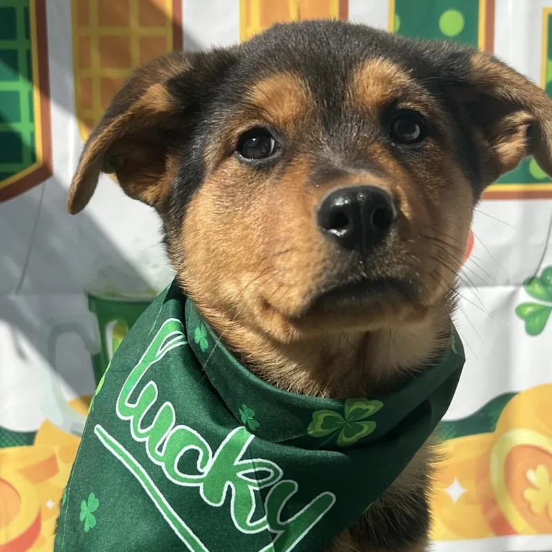 Butterscotch thumbnail 6