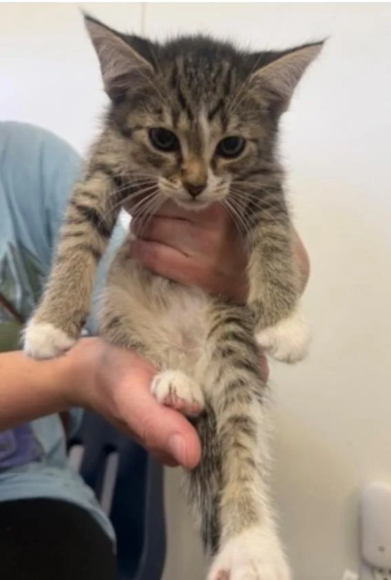 A baby small-sized female Tabby (Gray / Blue / Silver) Domestic Short Hair cat named Cindy Lou WHo for adoption in Marshall, NC