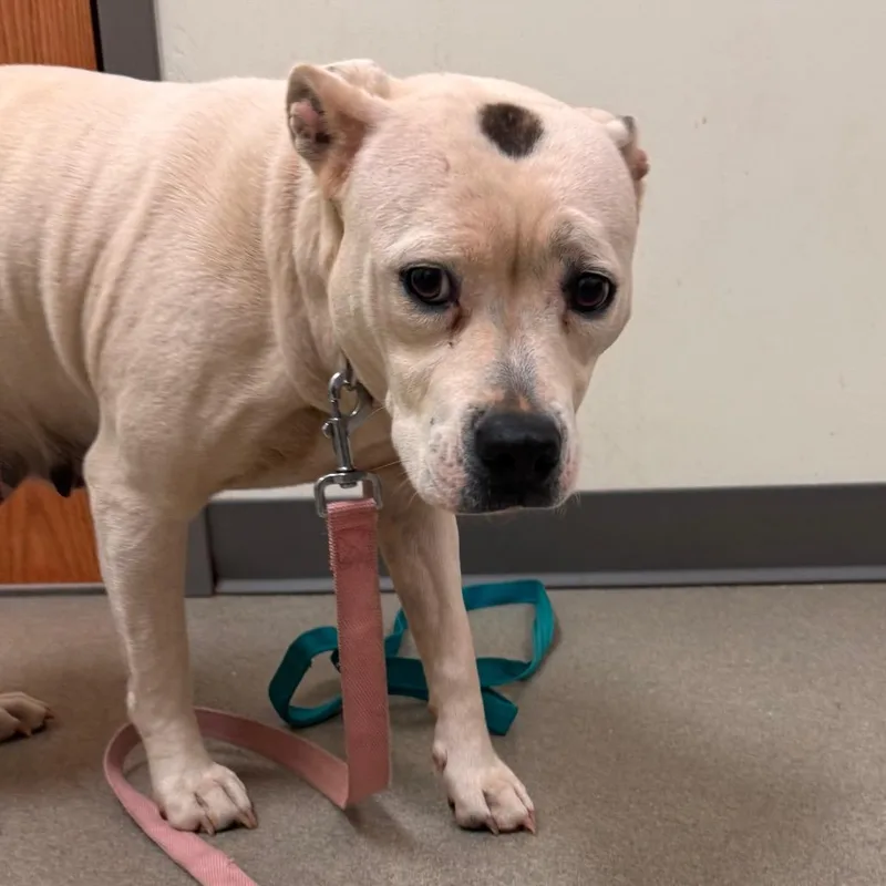 An adult medium-sized female White / Cream Pit Bull Terrier dog named Diamond for adoption in Lynchburg, VA