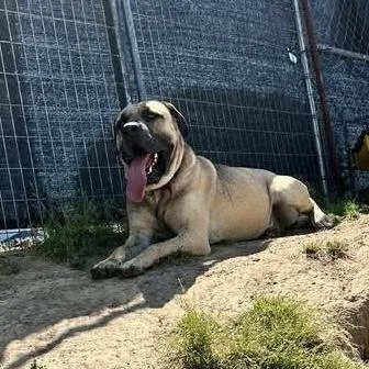 An adult extra large-sized male Black Mastiff dog named Mufasa for adoption in Columbia, SC