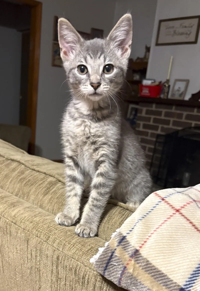 A baby medium-sized male Tabby (Gray / Blue / Silver) Domestic Short Hair cat named Pepper for adoption in Toledo, OH