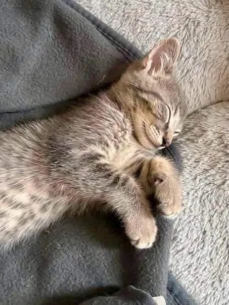 Pepper thumbnail 2