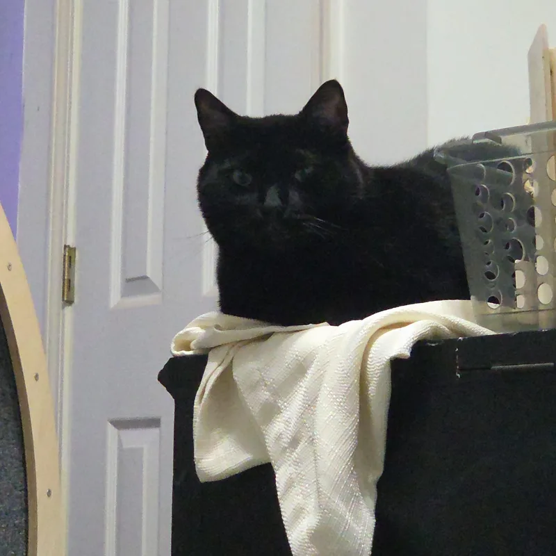 Heihei thumbnail 3