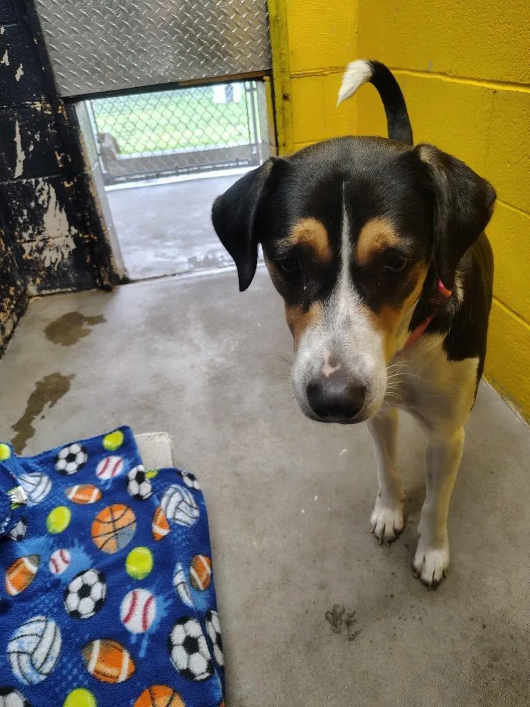 A young medium-sized female Mixed Breed dog named Sissy for adoption in Murray, KY