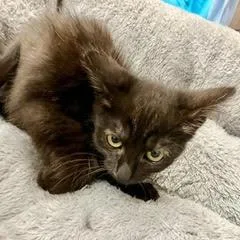 A baby medium-sized male Black Domestic Short Hair cat named Spike for adoption in Green Valley, AZ