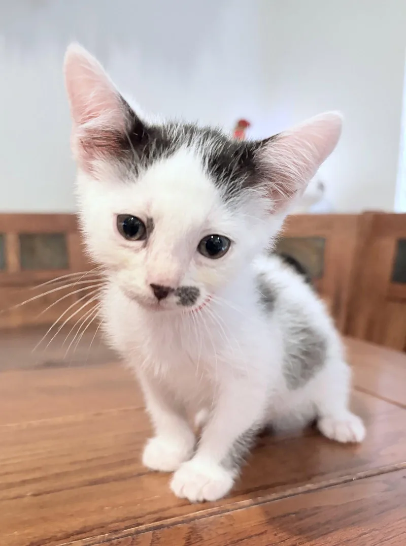 A baby medium-sized male Black & White / Tuxedo Domestic Short Hair cat named Pete for adoption in Frisco, TX
