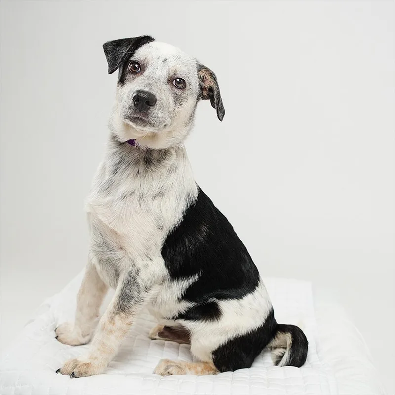 A baby medium-sized male White / Cream Australian Shepherd dog named Panda for adoption in Palm Springs, CA